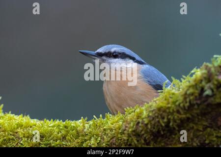 Der eurasische Nacktvogel Sitta europaea, hoch oben auf dem Baumstamm, der mit Moos bedeckt ist Stockfoto