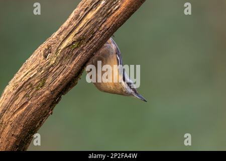 Der eurasische Nacktvogel Sitta europaea hängt kopfüber am Baumstamm Stockfoto