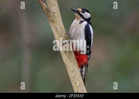 Großer gefleckter Speckvogel Dendrocopos Major hoch oben auf dem Baum Stockfoto