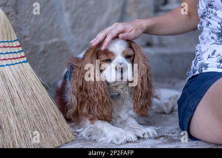 Weibliche Hand, die Hundekopf klopft. Erwachsener Blenheim-Kavalier-König-charles-Spaniel-Hund. Stockfoto