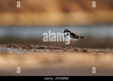 Dotterel mit schwarzer Stirn - Elseyornis melanops kleiner Taucher in der Charadriidae Familie, Vogel am australischen Strand neben dem Wasser während der Sonne Stockfoto
