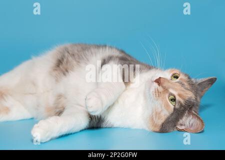 Dreifarbige Katze, die auf blauem Hintergrund spielt Stockfoto