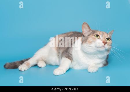Die schöne dreifarbige Katze liegt auf blauem Hintergrund Stockfoto