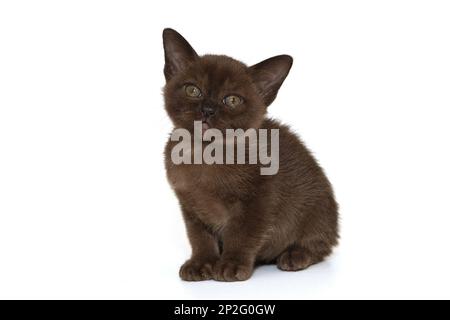 Lustige burmesische Katze, dunkelbraun, isoliert auf weißem Hintergrund Stockfoto