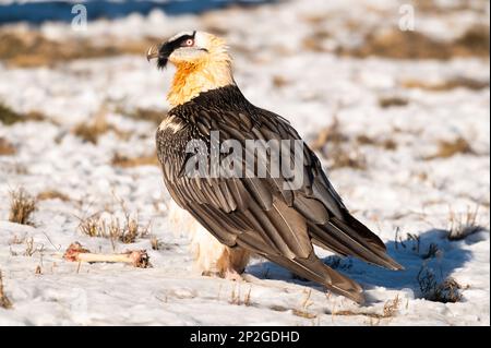 Bärtige Geier im Schnee Stockfoto