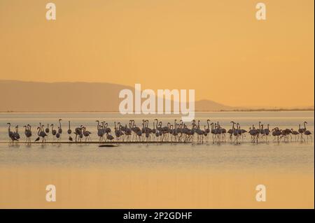 Flamingos sehen im ebro Delta nach Essen aus Stockfoto