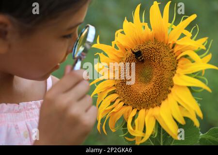 Süßes kleines Mädchen, das Honigbienen auf blühenden Sonnenblumen im Freien erforscht, Nahaufnahme. Das Kind verbringt Zeit in der Natur Stockfoto