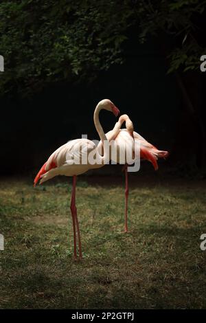 Wunderschöne größere Flamingos im Zoo. Watvögel Stockfoto