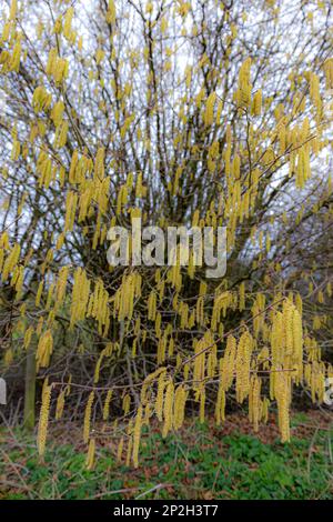 Hazel Catkins Hardwick Cambridgeshire Stockfoto