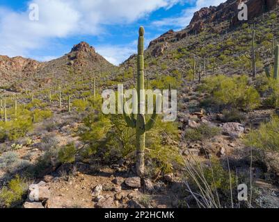 Riesige saguaro-Kakteen aus der Vogelperspektive mit der Landschaft der Sonora-Wüste am Gates Pass in der Nähe des Saguaro-Nationalparks in Tucson, Arizona, Arizona, Arizona, USA. Stockfoto