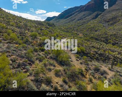 Riesige saguaro-Kakteen aus der Vogelperspektive mit der Landschaft der Sonora-Wüste am Gates Pass in der Nähe des Saguaro-Nationalparks in Tucson, Arizona, Arizona, Arizona, USA. Stockfoto