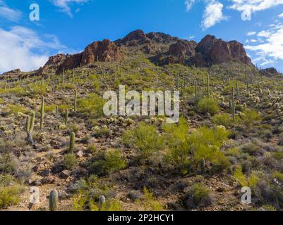 Der Golden Gate Mountain in den Tucson Mountains aus der Vogelperspektive mit der Landschaft der Sonora-Wüste vom Gates Pass in der Nähe des Saguaro National Park in der Stadt Tucson, Stockfoto