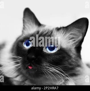 Birman-Katze, auch als „Heilige Katze von Birma“-Porträt bezeichnet Stockfoto