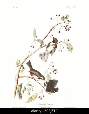 Titten-Maus. Vogelillustrierung aus Birds of America von John James Audubon - 1860 Stockfoto