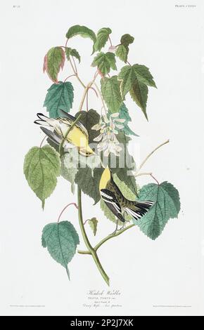 - Warbler. Vogelillustrierung aus Birds of America von John James Audubon- 1860 Stockfoto