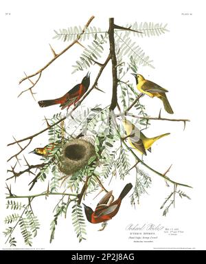 Orchard Oriole. Vogelillustrierung aus Birds of America von John James Audubon- 1860 Stockfoto