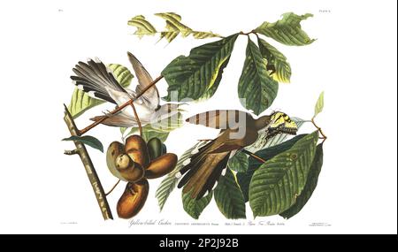 Gelbschnabel-Kuckuck. Vogelabbildung von Birds of America von John James Audubon- 1860 Stockfoto