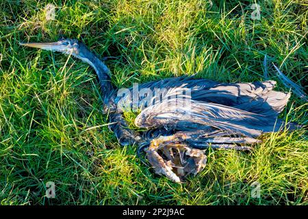 Graureiher (ardea cinerea), Nahaufnahme eines toten Vogels, der auf dem Gras eines Feldes liegt, möglicherweise ein Opfer der Vogelgrippe. Stockfoto