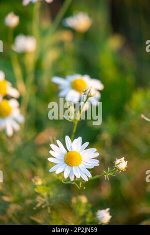 Kamille auf dem Feld ist Apotheke. Heilpflanze Nahaufnahme, engstirniger Fokus. Stockfoto