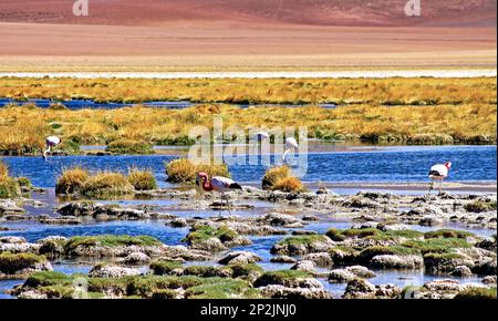 Wunderschöner See mit Felsen und trockenem Gras, wilde andenflamingos (Phoenicoparrus andinus) in trockener Landschaft - Atacama Wüste, Laguna Chaxa, Chile Stockfoto