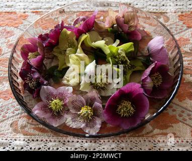 Gemischte Helleberblütenköpfe bilden eine attraktive Tischanordnung in Weiß, Creme, Blassgrün, Blassrosa und Magenta, einige mit Strichen von m Stockfoto