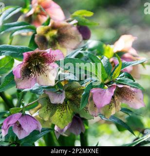 Hybrider orientalischer Hellebore, Hellobore orientalis, mit Creme-, Malve- und Magenta-Tönen; dunkelviolette Striche und cremige Strähnchen, die möglicherweise verblassen Stockfoto