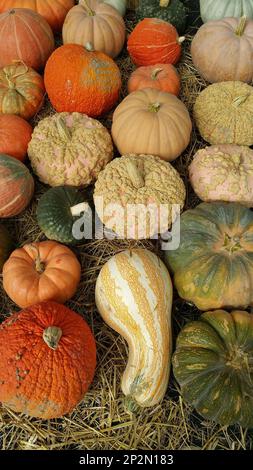 Eine arraingment bunte Kürbisse zum Verkauf an einen Landwirt s Markt in neuen Tänzern Stockfoto
