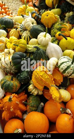 Eine arraingment bunte Kürbisse zum Verkauf an einen Landwirt s Markt in neuen Tänzern Stockfoto