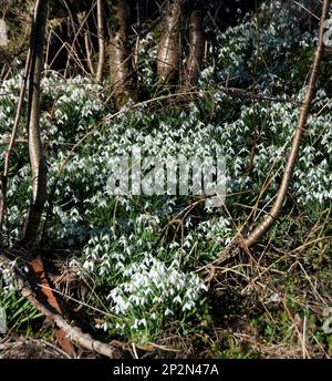 Winterchaotische Stockfoto