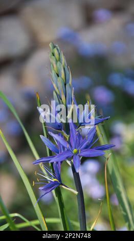 Camassia leichtlinii subsp.leichtlinii Stockfoto