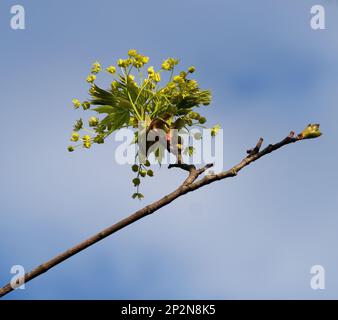 Acer platanoides 'drummondii' in Blüte Stockfoto