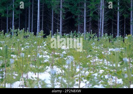 Junge grüne Kiefernsaufen wachsen in einem Sägewald. Winter, Schnee liegt auf dem Boden. Forstwirtschaft und Aufforstung Stockfoto