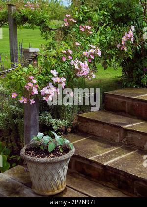 Rosa "Kew Rambler" Stockfoto
