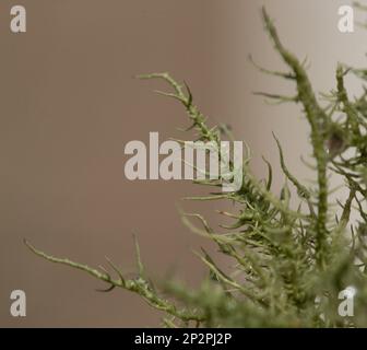 Flechten - entsteht aus Algen oder Cyanobakterien, die in Filamenten mehrerer Pilzarten in einer mutualistischen Beziehung leben. Stockfoto