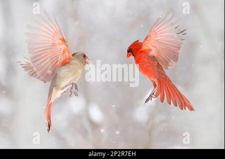 Nordkardinal fliegt mit Schneehintergrund, Quebec, Kanada Stockfoto