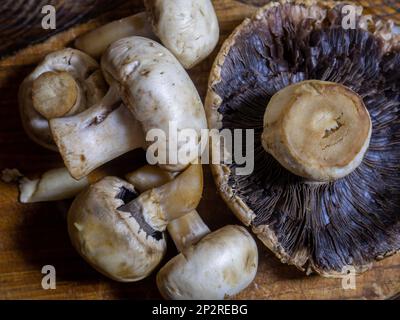 Pilze auf einem Schneidebrett. Pilze unterschiedlicher Größe auf dem Tisch. Nahaufnahme von Pilzen. Zutat für ein Gericht. Ich koche Abendessen. Rohe Champignons Stockfoto