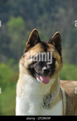 Porträt netter Kopf von American Akita reinrassigem Hund mit Waldhintergrund Stockfoto