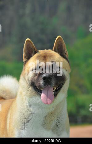 Porträt netter Kopf von American Akita reinrassigem Hund mit Waldhintergrund Stockfoto