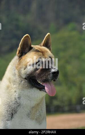 Porträt netter Kopf von American Akita reinrassigem Hund mit Waldhintergrund Stockfoto