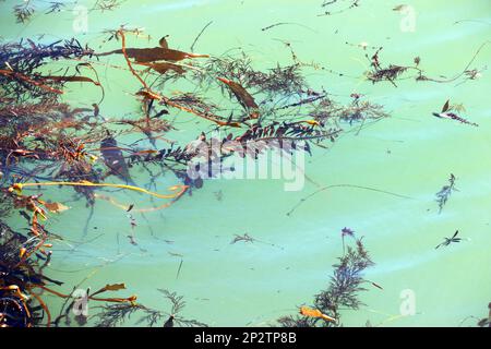 Seetang, der in hellgrünem Wasser schwimmt. Stockfoto