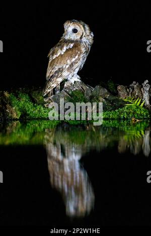 Tawny Owl (Strix aluco) am Teich bei Nacht mit Reflexion Stockfoto