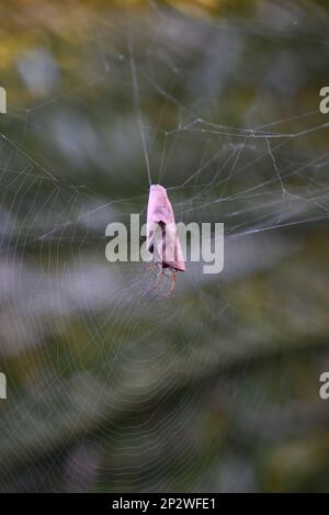 Beine einer Laub-Lockspinne, die aus einem gewellten trockenen Blatt heraussticht, hoch oben in einem Netz aufgehängt Stockfoto