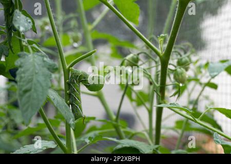 Ein grüner Tabakhornwurm am Stiel einer Tomatenpflanze in einem Heimgarten; Schädling Stockfoto