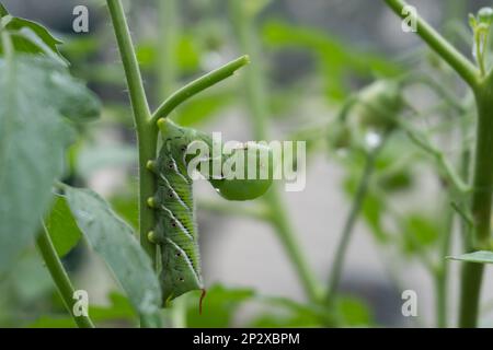 Nahaufnahme eines Tabakhornwurms am Stiel einer Tomatenpflanze in einem Heimgarten im Sommer; Schädling Stockfoto