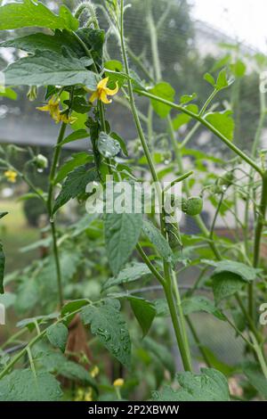 Ein Tabakhornwurm klettert im Sommer auf den Stamm einer Tomatenpflanze, entblättert Blätter und verursacht Schäden; vertica Stockfoto