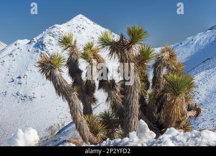 Joshua Trees, Yucca brevifolia, vor schneebedeckten Bergen in der Sierra Nevada Range, Inyo County, Südkalifornien. Stockfoto
