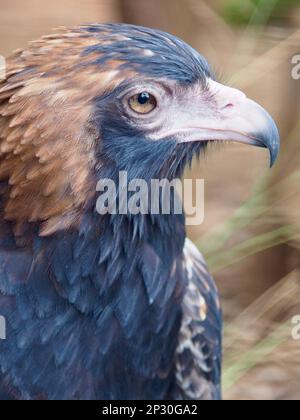 Herrlicher königlicher Buzzard in herausragender Schönheit. Stockfoto