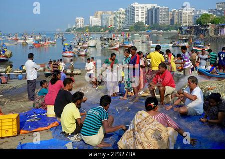 Fischer und Familienmitglieder sortieren Fisch bei Machchimar Colony (Machimar Nagar), eine kleine Fischersiedlung vor Cuffe Parade, Süd-Mumbai, Indien Stockfoto