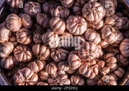 Frische Knoblauchzehen für Verkauf an den Russischen Markt, Phnom Penh, Kambodscha. © kraig Lieb Stockfoto