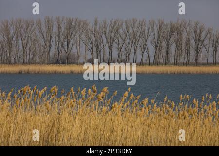 Frühlingslandschaft mit Bäumen im Hintergrund, Fluss in der Mitte und trockenes Schilf im Vordergrund. Stockfoto